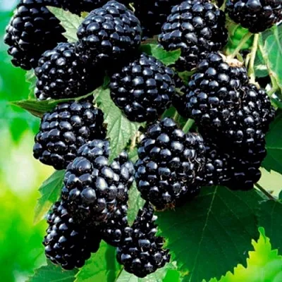 Ежевика ЛОХТЕЙ бесшипная  Ежевика ЛОХТЕЙ бесшипная в Екатеринбурге