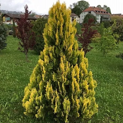 Туя ЕЛЛОУ РИББОН западная  Туя ЕЛЛОУ РИББОН западная в Екатеринбурге