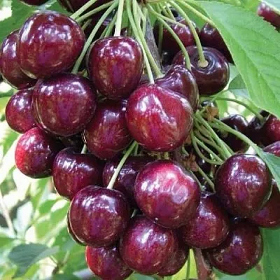 Черешня СЭМ колонновидная в Екатеринбурге