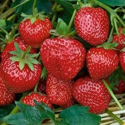 Клубника СЕЛЬВА ремонтантная  Клубника СЕЛЬВА ремонтантная в Екатеринбурге