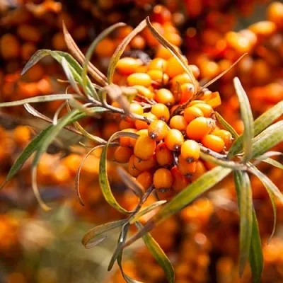 Облепиха ФИНСКАЯ  Облепиха ФИНСКАЯ в Екатеринбурге