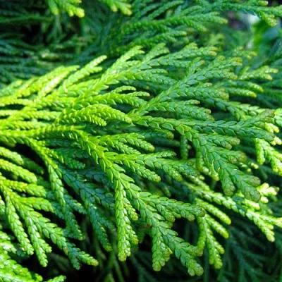 Туевик  Туевик в Екатеринбурге