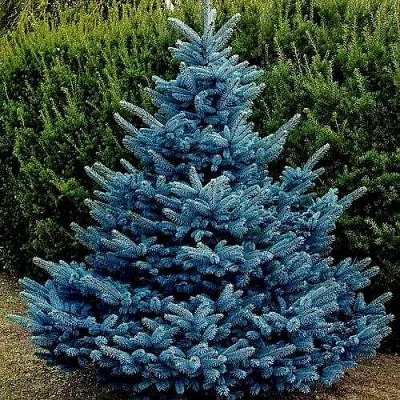 Ель МАДЖЕСТИК БЛЮ колючая  Ель МАДЖЕСТИК БЛЮ колючая в Екатеринбурге