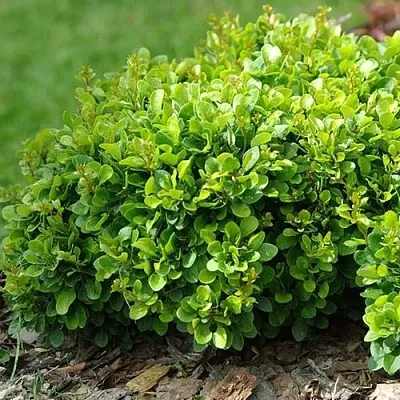 Барбарис КОБОЛЬД тунберга  Барбарис КОБОЛЬД тунберга в Екатеринбурге