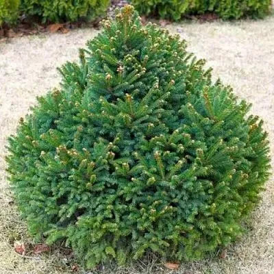 Ель БАРРИ обыкновенная  Ель БАРРИ обыкновенная в Екатеринбурге