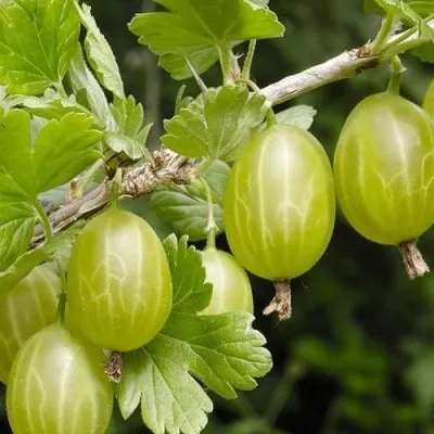 Крыжовник УРАЛЬСКИЙ ИЗУМРУД — описание сорта Крыжовник УРАЛЬСКИЙ ИЗУМРУД в Екатеринбурге