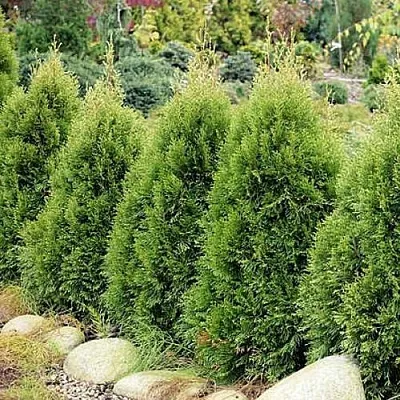 Туя СМАРАГД ВИТБОНТ западная  Туя СМАРАГД ВИТБОНТ западная в Екатеринбурге