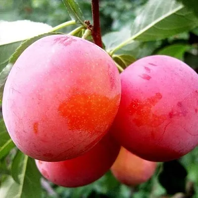 Слива КОМЕТА в Екатеринбурге