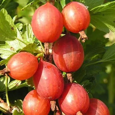 Крыжовник МАШЕКА  Крыжовник МАШЕКА в Екатеринбурге