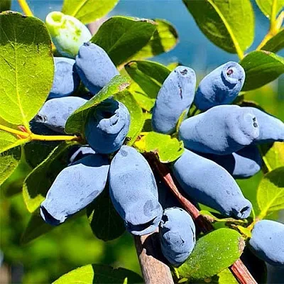 Жимолость съедобная АВРОРА  Жимолость съедобная АВРОРА в Екатеринбурге