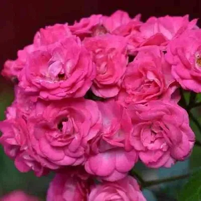 Саженцы роз ДИНКИ мускусная  Саженцы роз ДИНКИ мускусная в Екатеринбурге