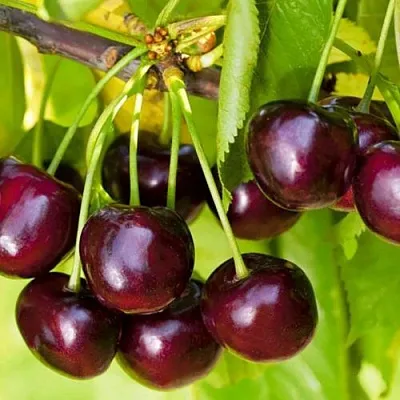 Черешня ИПУТЬ в Екатеринбурге