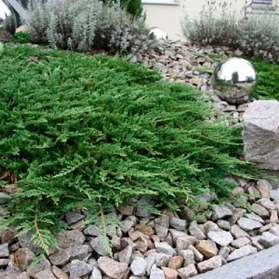 Можжевельник ПРИНЦ ОФ УЭЛЬС горизонтальный  Можжевельник ПРИНЦ ОФ УЭЛЬС горизонтальный в Екатеринбурге