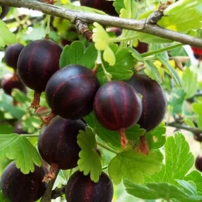 Крыжовник СЕВЕРНЫЙ КАПИТАН  Крыжовник СЕВЕРНЫЙ КАПИТАН в Екатеринбурге