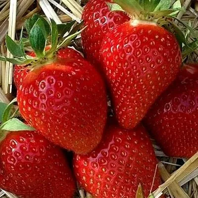 Клубника СИБИЛЛА  Клубника СИБИЛЛА в Екатеринбурге