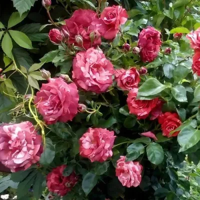 Саженцы роз БРАУНИ плетистая — описание сорта Саженцы роз БРАУНИ плетистая в Екатеринбурге