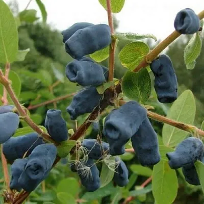 Жимолость съедобная ПУШКИНСКАЯ в Екатеринбурге