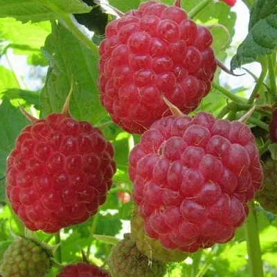 Малина НОВОСТЬ КУЗЬМИНА   Малина НОВОСТЬ КУЗЬМИНА  в Екатеринбурге