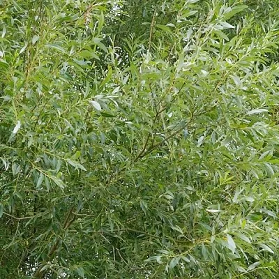 Ива ВИТЕЛЛИНА белая   Ива ВИТЕЛЛИНА белая  в Екатеринбурге