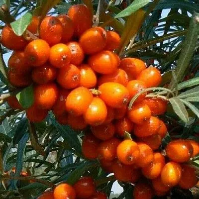 Облепиха ПЛАМЕННАЯ  Облепиха ПЛАМЕННАЯ в Екатеринбурге