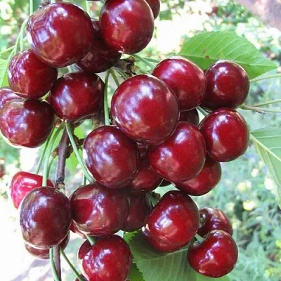 Черешня ОДРИНКА в Екатеринбурге