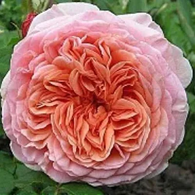 Саженцы роз АБРАХАМ ДЕРБИ английская  Саженцы роз АБРАХАМ ДЕРБИ английская в Екатеринбурге