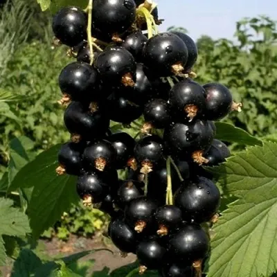 Смородина чёрная ВИНОГРАДНАЯ — описание сорта Смородина чёрная ВИНОГРАДНАЯ в Екатеринбурге
