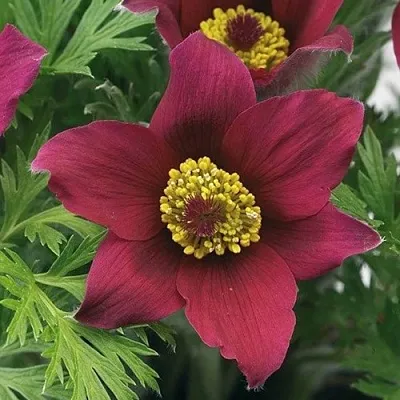 Прострел ПИНВИЛ РЕД ШЕЙДЕС  Прострел ПИНВИЛ РЕД ШЕЙДЕС в Екатеринбурге