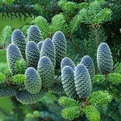 Пихта  Пихта в Екатеринбурге