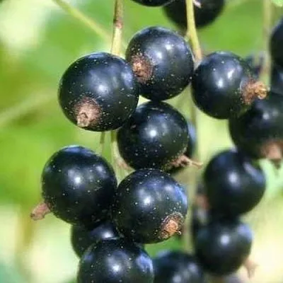 Смородина черная СТРЕЛЕЦ  Смородина черная СТРЕЛЕЦ в Екатеринбурге