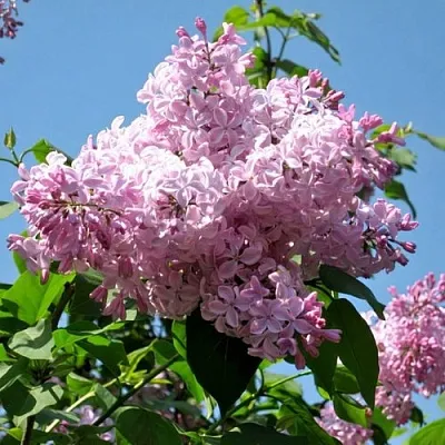 Сирень БУФФОН  Сирень БУФФОН в Екатеринбурге