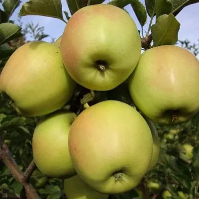 Яблоня СКИФСКОЕ ЗОЛОТО  Яблоня СКИФСКОЕ ЗОЛОТО в Екатеринбурге