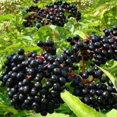 Бузина черная БАГАЦЦЕ  Бузина черная БАГАЦЦЕ в Екатеринбурге