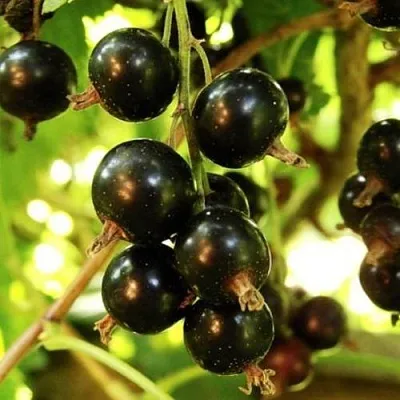 Смородина чёрная НАРА  Смородина чёрная НАРА в Екатеринбурге