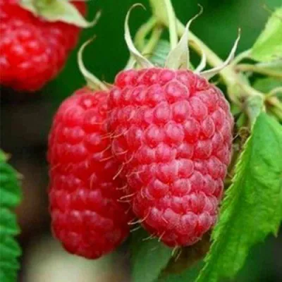 Малина ТУЛАМИН в Екатеринбурге