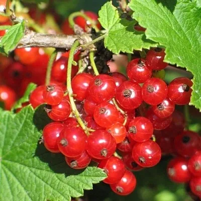 Смородина красная РАЧКОВСКАЯ  Смородина красная РАЧКОВСКАЯ в Екатеринбурге
