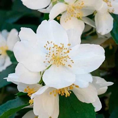 Жасмин ЮСТИНКА  Жасмин ЮСТИНКА в Екатеринбурге