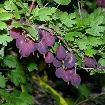 Крыжовник ГРУШЕНЬКА  Крыжовник ГРУШЕНЬКА в Екатеринбурге