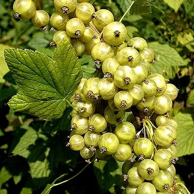 Смородина зеленоплодная СНЕЖНАЯ КОРОЛЕВА  Смородина зеленоплодная СНЕЖНАЯ КОРОЛЕВА в Екатеринбурге