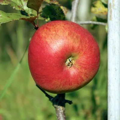 Яблоня ДЫЯМЕНТ  Яблоня ДЫЯМЕНТ в Екатеринбурге