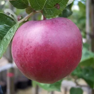 Яблоня НОРИС  Яблоня НОРИС в Екатеринбурге