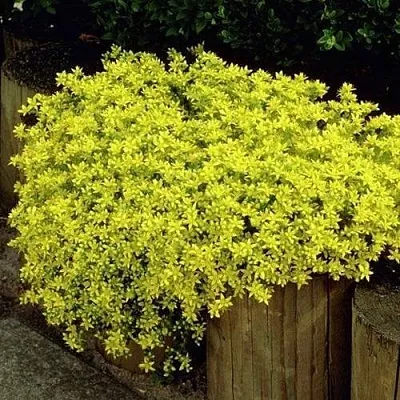 Очиток (седум) ЙЕЛЛОУ КВИН едкий  Очиток (седум) ЙЕЛЛОУ КВИН едкий в Екатеринбурге