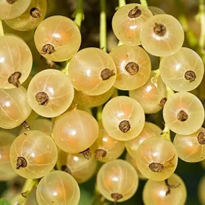 Смородина белая СМОЛЬЯНИНОВСКАЯ в Екатеринбурге