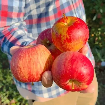 Яблоня КРАСАВИТА  Яблоня КРАСАВИТА в Екатеринбурге