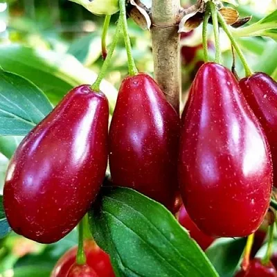 Кизил ВЛАДИМИРСКИЙ в Екатеринбурге