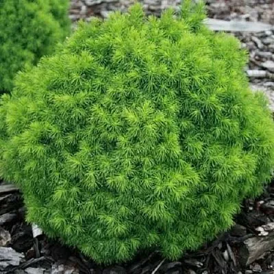 Ель АЛЬБЕРТА ГЛОБ сизая  Ель АЛЬБЕРТА ГЛОБ сизая в Екатеринбурге