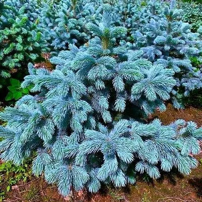Ель СУПЕР БЛЮ СИДЛИНГ колючая  Ель СУПЕР БЛЮ СИДЛИНГ колючая в Екатеринбурге