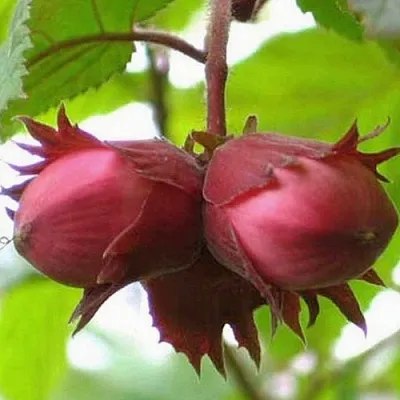 Фундук АЙВЕНГО  Фундук АЙВЕНГО в Екатеринбурге