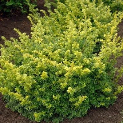 Тис ЭЛЕГАНТИССИМА ягодный  Тис ЭЛЕГАНТИССИМА ягодный в Екатеринбурге