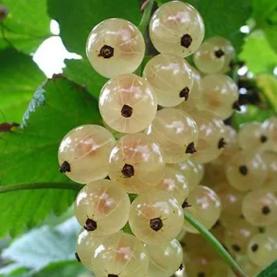 Смородина белая ЮТЕРБОРГСКАЯ — описание сорта Смородина белая ЮТЕРБОРГСКАЯ в Екатеринбурге